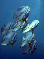 Batfish - Safety stop at Hin Daeng, Phi-Phi, Thailand 14/... by Helge Roe 
